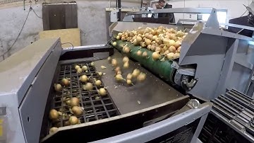 SKALS SDe grading machine for onions