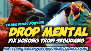 FIX BORONG!!! MASTERAN MURAI BATU CUCAK IJO KACER CENDET TERBAIK || MASTERAN BURUNG LOMBA KICAU