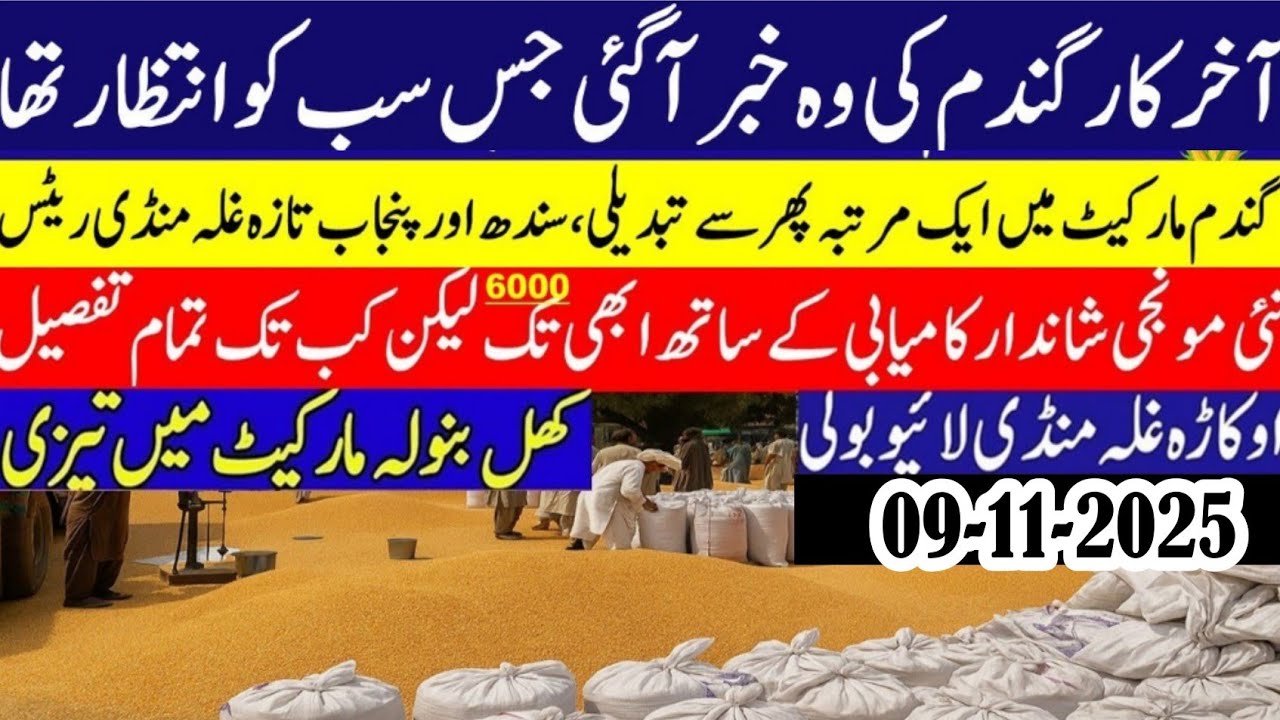 Wheat price in Pakistan/Makki🌽 price today 2025 |Munji rates 2025 ...