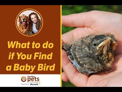 Video: Paano Pangangalaga Para Sa Isang Nawalang Baby Bird