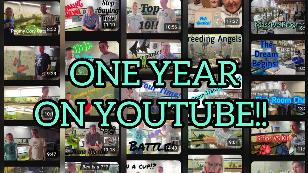 Happy Anniversary SandersAquatics! ONE YEAR on YouTube!! - YouTube