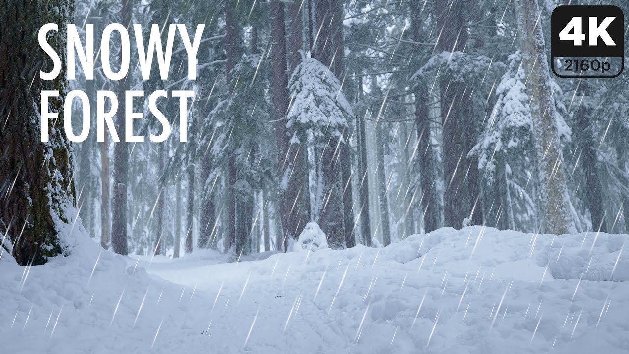 4K Snowy Forest Ambience | 5 Hours Peaceful Snowfall Sounds for Sleep & Relaxation