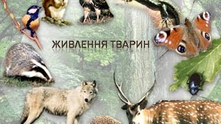 Питание диких животных Живлення тварин Презентация для детей