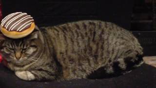 Stacking Stuff on Cat Profile