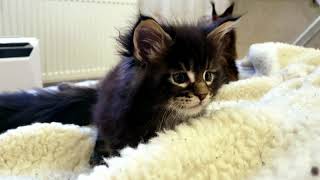 МОЙ маленький КОТЕНОК породы мейн-кун 1 месяц 😻 My Favorite cat Little Kitten Maine Coon 1 month by Like Cats Maine coon & Scottish fold 4,100 views 4 years ago 39 seconds