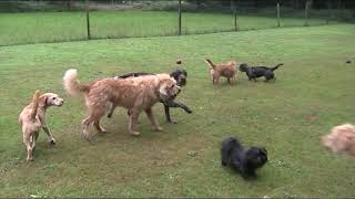 Chef Op Het Veldje 30 Juli 2021