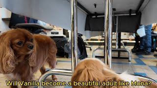 Vanilla, the Cavalier King Charles puppy, goes for a city promenade by Vanilla Channel 448 views 4 days ago 2 minutes, 34 seconds