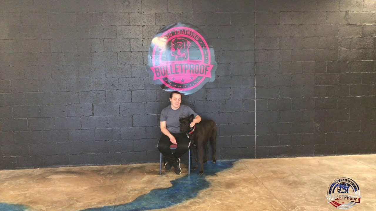 Bailey's Owners Testimonial | Great Dane Shepherd Mix puppy training crate schedule