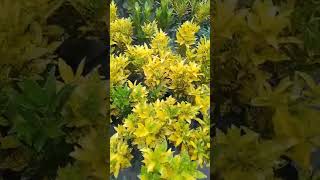 Download Lagu BUNGA PURING ATAU PUDING ATAU KROTON (Codiaeum variegatum) MP3