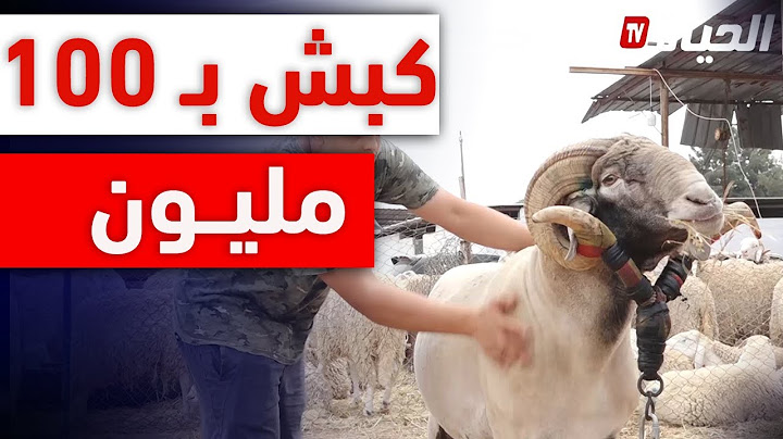 "كبش" جــابو من تونس .. عطاولـو أكثر من 100 مليون ومبــاعش 😱: "هذا كبش مشهور وكامل راهم يحوسو عليه"