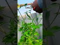 Chilli in pot🌶 #homemade #nature #food #vlog #chilli #soil #green #garden #farming #plants #fruit