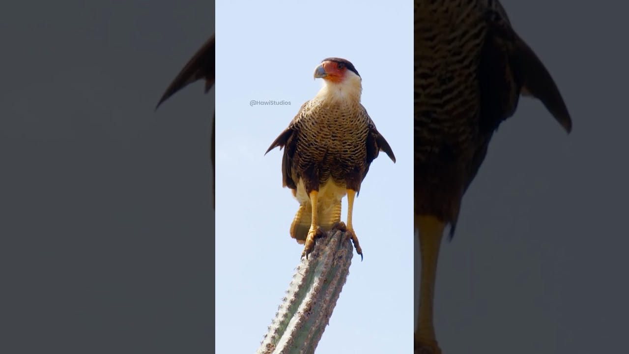 Beautiful crested Caracara bird 