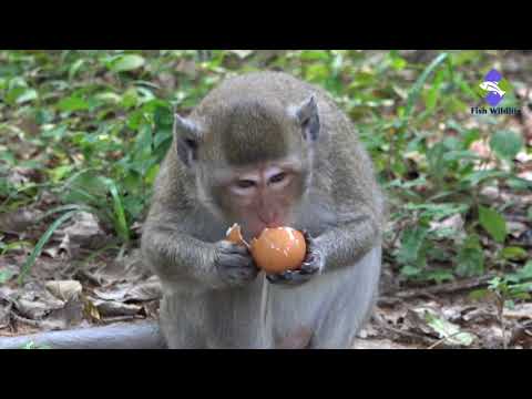 قرود رهيبة تناول البيض مثلج المجموعة القرد الجديد يتمتع الأكل بيض الدجاج