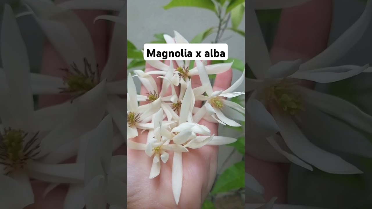 Magnolia Alba flowers 