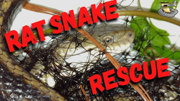 Rat Snake Caught in Garden Netting! What Happens Next?