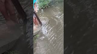 #fishing ##vlogs #travel #music #news #update #game #ipl #dream11 #manga #comedy