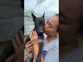 #usa #piano #love #dog #pets #shortvideo #sweet#shorts #viral #youtubeshorts #anime #love #pianolove