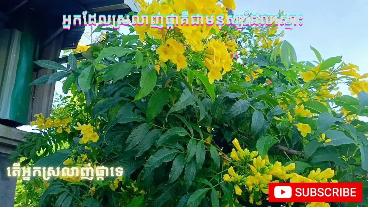 ខ្ញុំស្រលាញ់ផ្កា#I love flowers