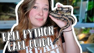 Ball Pythons 101: The Basic Ball Python Care Guide (2024)