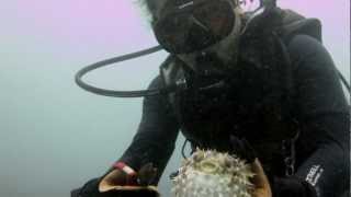Project AWARE: Ghost Nets in Borneo Profile