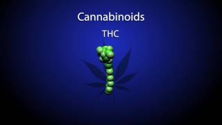The Reward Circuit  How the Brain Responds to Marijuana (2016) HD
