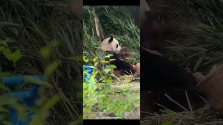 大熊猫萌兰今天下午的加餐吃播视频。panda Menglan eating new video today.#panda #판다 #大熊猫#大熊猫吃播 #menglan#大熊猫萌兰#萌兰#北京动物园