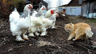 Siberian Farm cats, Сибирские Деревенские кошки, ОКТЯБРЬ 2015 БРАМА светлая Пух и его команда Siberian Farm cats, Сибирские Деревенские кошки, ОКТЯБРЬ 2015 БРАМА светлая Пух и его команда