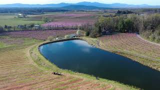 Chiles Peach Orchard Blossoms Crozet Virginia 03/30/2025