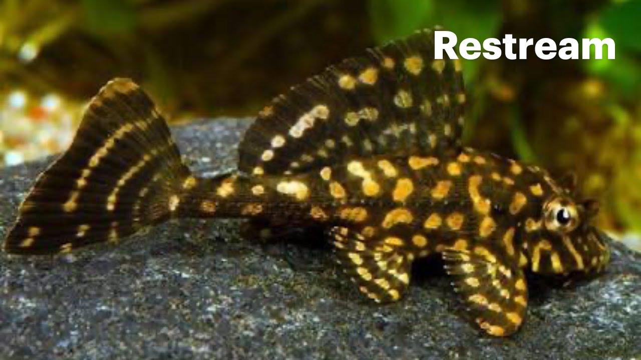 WEDNESDAY Aquatic Addicts Anonymous. Plecos? yes please!