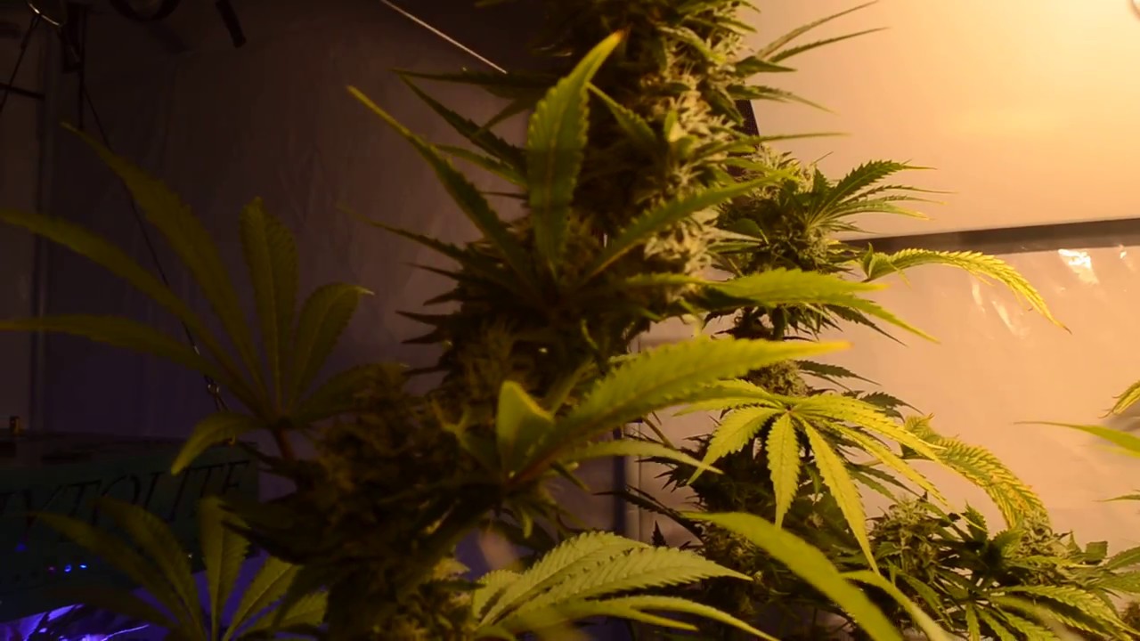 HPS 600W Northern Lights Classic Skunk