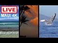 🌎 LIVE: Hawaii Humpback Whale Marine Sanctuary @ Maui Sands in 4K