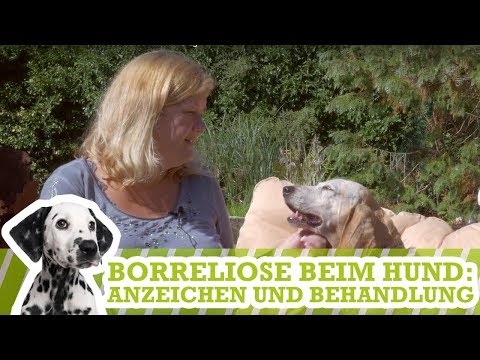 Video: Borreliose Bei Hunden: Symptome Und Behandlung