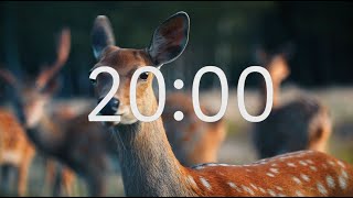 20 Minute Timer With Relaxing Music: Animal Theme