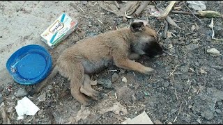 Rescue a four-week-old puppy who can no longer move (part 1) by Pets are angels 225,146 views 9 months ago 12 minutes, 6 seconds