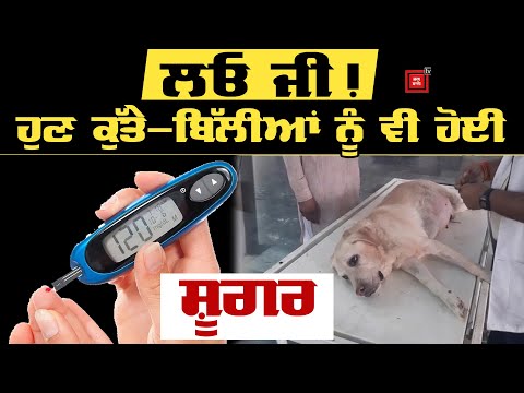 ਇਨਸਾਨਾਂ ਤੋਂ ਬਾਅਦ ਹੁਣ Dogs ਨੂੰ ਹੋਈ Diabetes, ਜਾਣੋ ਕਾਰਣ