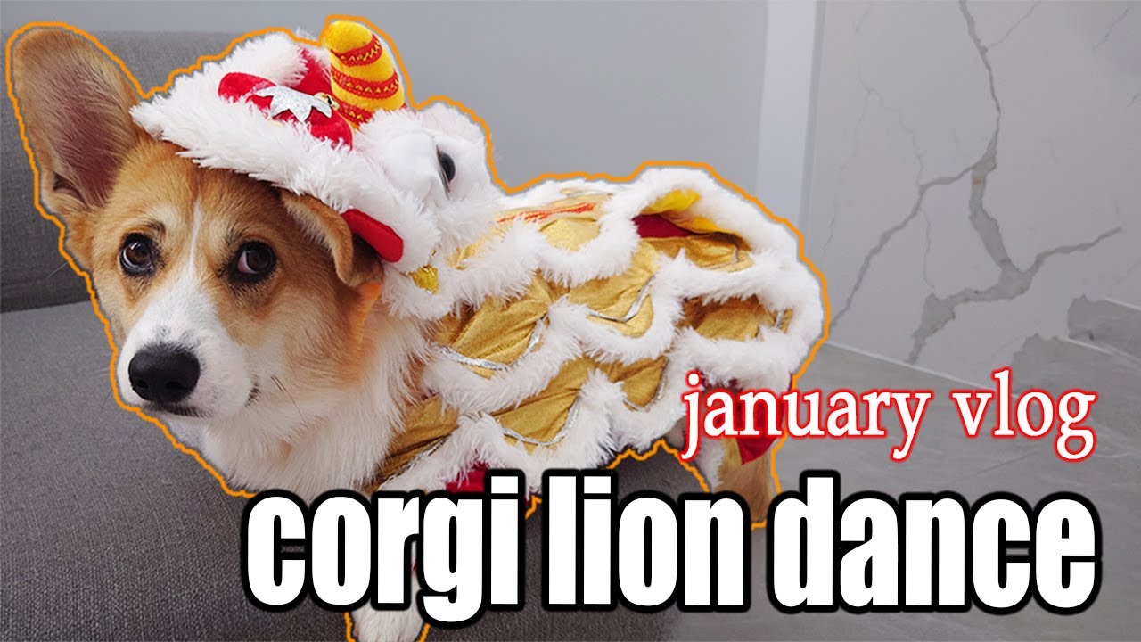 Corgi Eats, Lion Dances, and a Dog Steals WHAT?? | January Vlog - YouTube