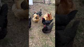 HOW MANY EGGS? | 11 Backyard Chickens aged between 1 and 5 years old.