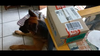 We unbox another parcel ( #nailgrinder ) by Adventures with Lycan my German Shepherd Dog 34 views 1 month ago 7 minutes, 18 seconds