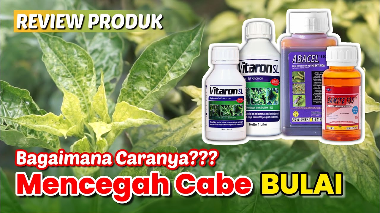 RAMUAN untuk Mencegah Bulai Cabe dan Membuat Tanaman Tetap Produktif dengan Vitaron, Abacel, Samite!