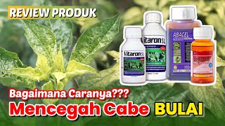 Ramuan Untuk Mencegah Bulai Cabe Dan Membuat Tanaman Tetap Produktif Dengan Vitaron, Abacel, Samite