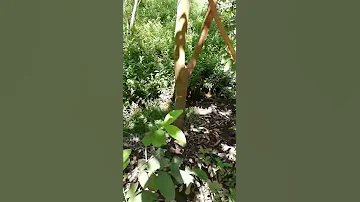 وادي الشيخ نعمان مسعد رحمة الله عليه 
