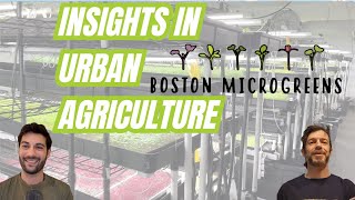 The Future of Urban Agriculture: Boston Microgreens