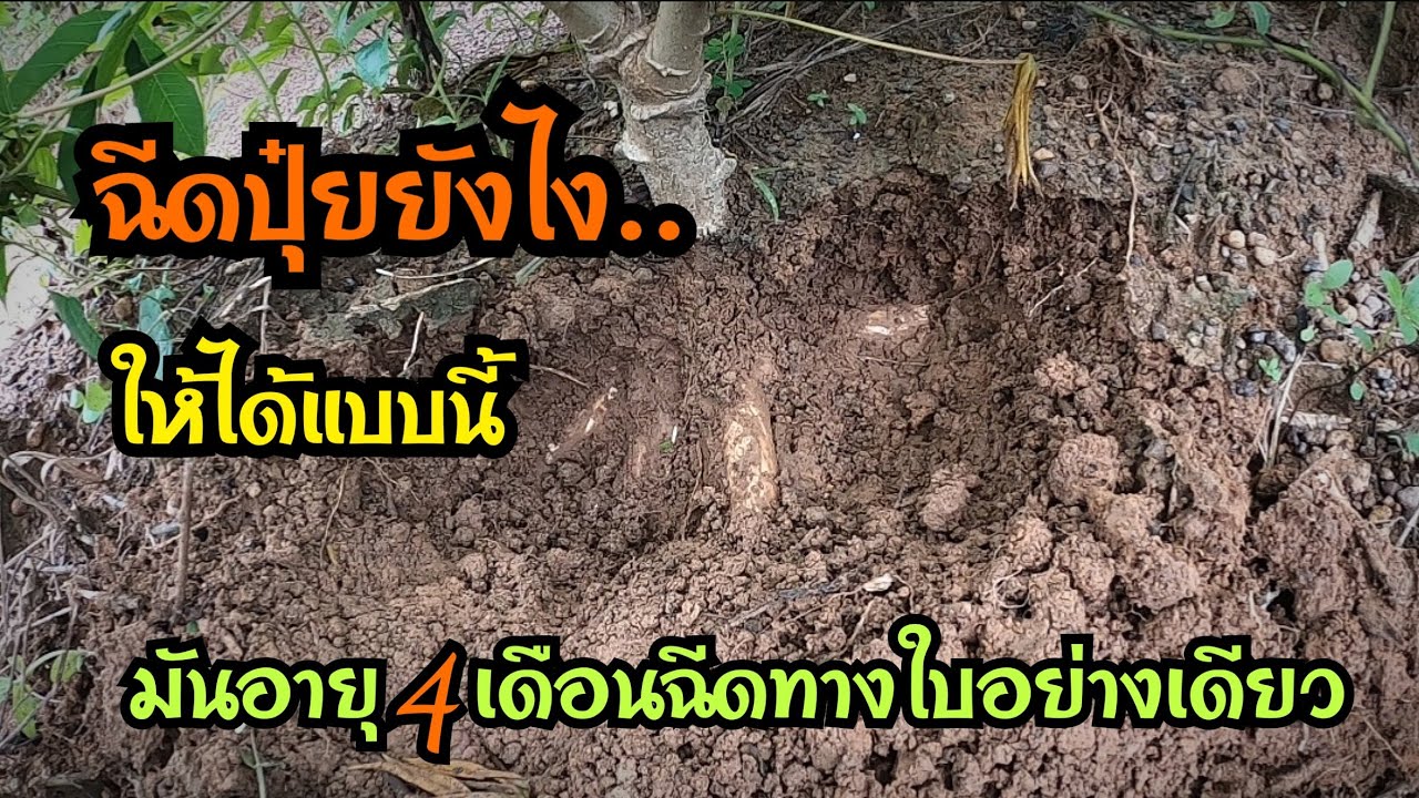 ฉีดปุ๋ยระเบิดหัว0-0-60ฉีดแบบไหนให้ได้ผลดี