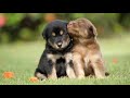 Peaceful energetic calming puppies at play with soothing relaxation ambiance classical music