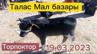 Бугунку Мал базары Торпоктор Эркек Ургачы 19.03.2023