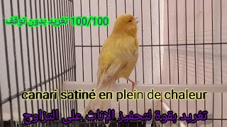 اقوى تغريد كناري روعة بدون توقف للتسميع و تهييج الإناث على التزاوج /chant de canari magnifique