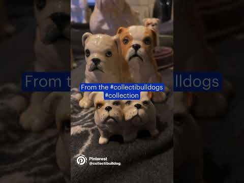 Collectibulldogs bulldog collectibles chat