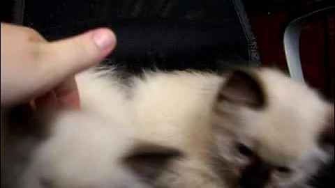 Video 1404471: siamese himalayan, long haired siamese, himalayan female