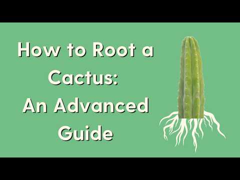 Rooting 201: An Advanced Guide | How to Plant and Root a Cactus Cutting