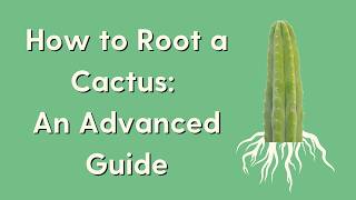 Rooting 201: An Advanced Guide | How to Plant and Root a Cactus Cutting